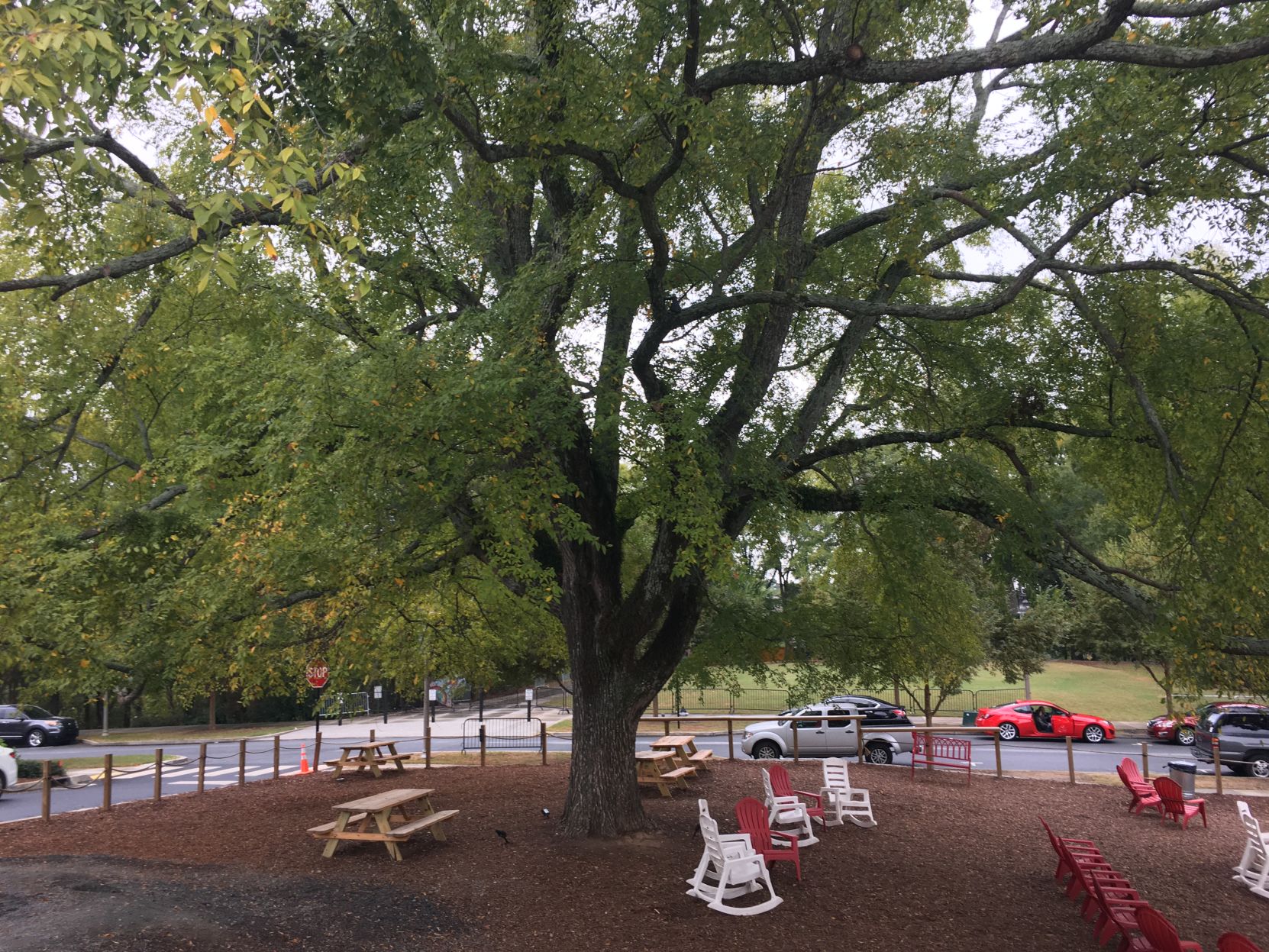 Elm Tree